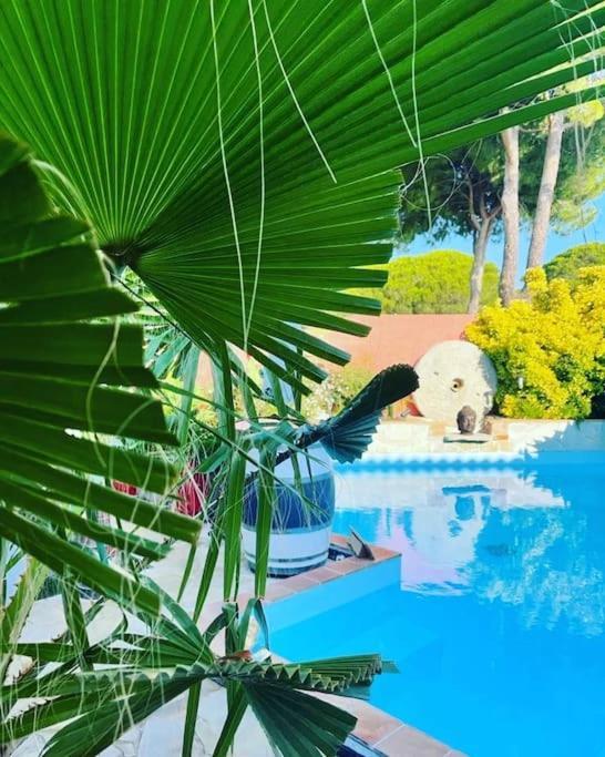 Hebergement Insolite Studio Grau Du Roi Mas Des Marines Piscine ル・グロー・デュ・ロワ エクステリア 写真